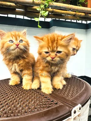 1-3 Months Male Purebred Persian