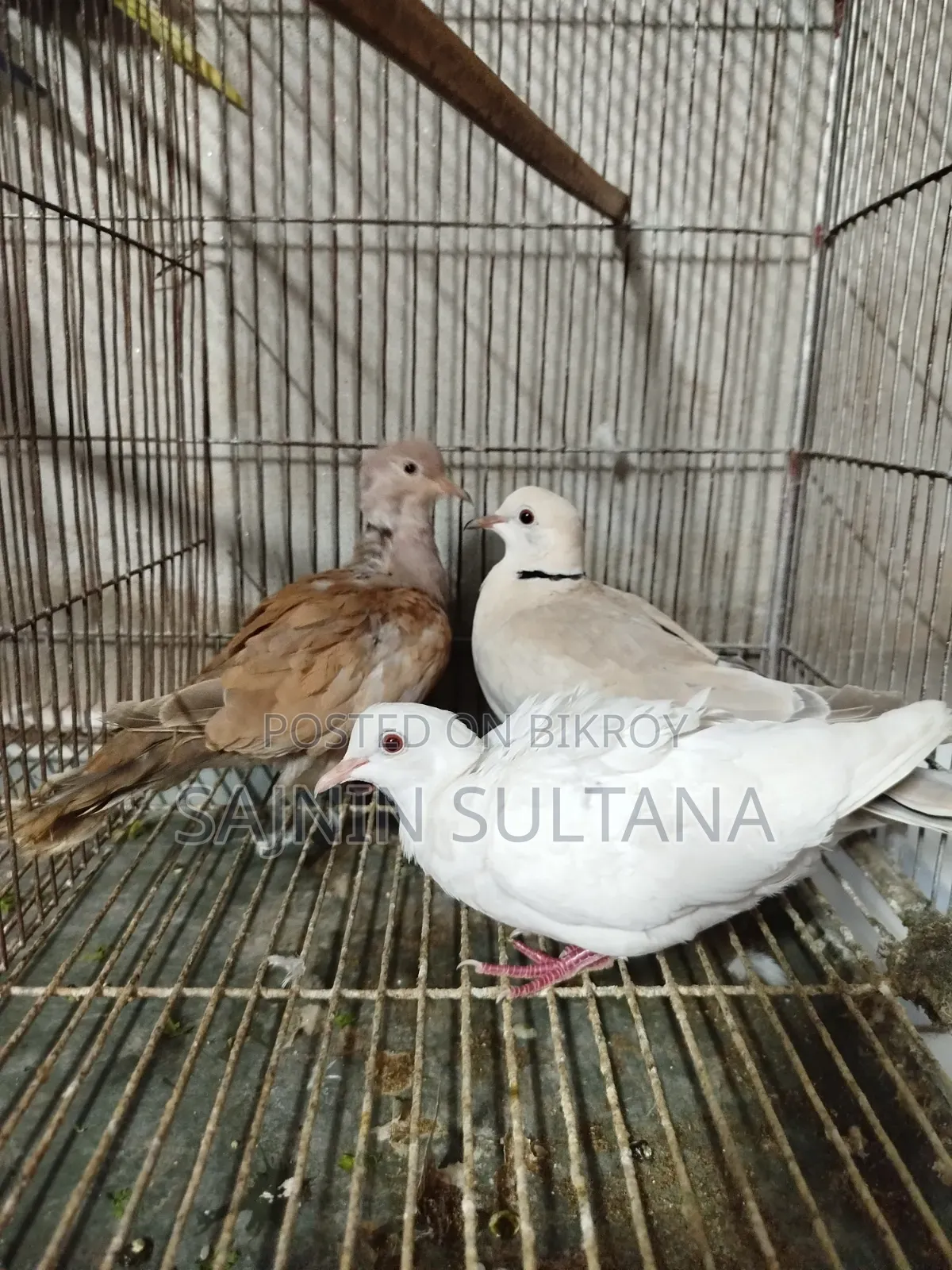 I will sell 3 pieces including a running pair of Australian dove with 1 chick.