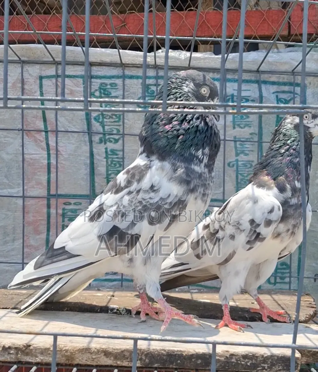 ওমান টেডি জোড়া