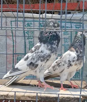 ওমান টেডি জোড়া