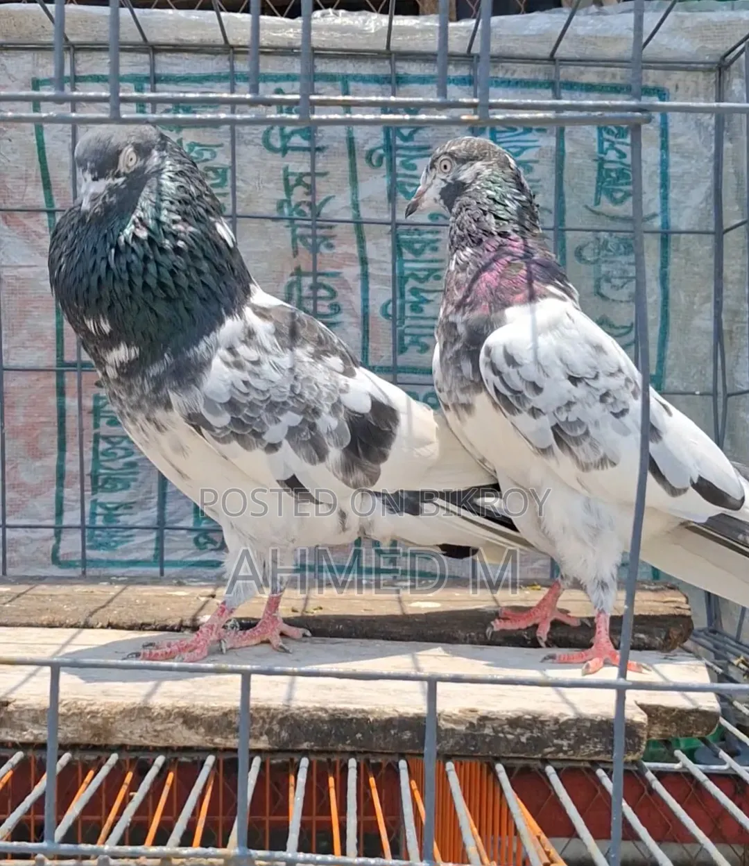 ওমান টেডি জোড়া