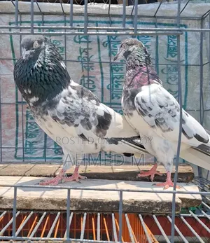 ওমান টেডি জোড়া