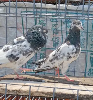 ওমান টেডি জোড়া