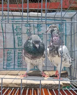 ওমান টেডি জোড়া