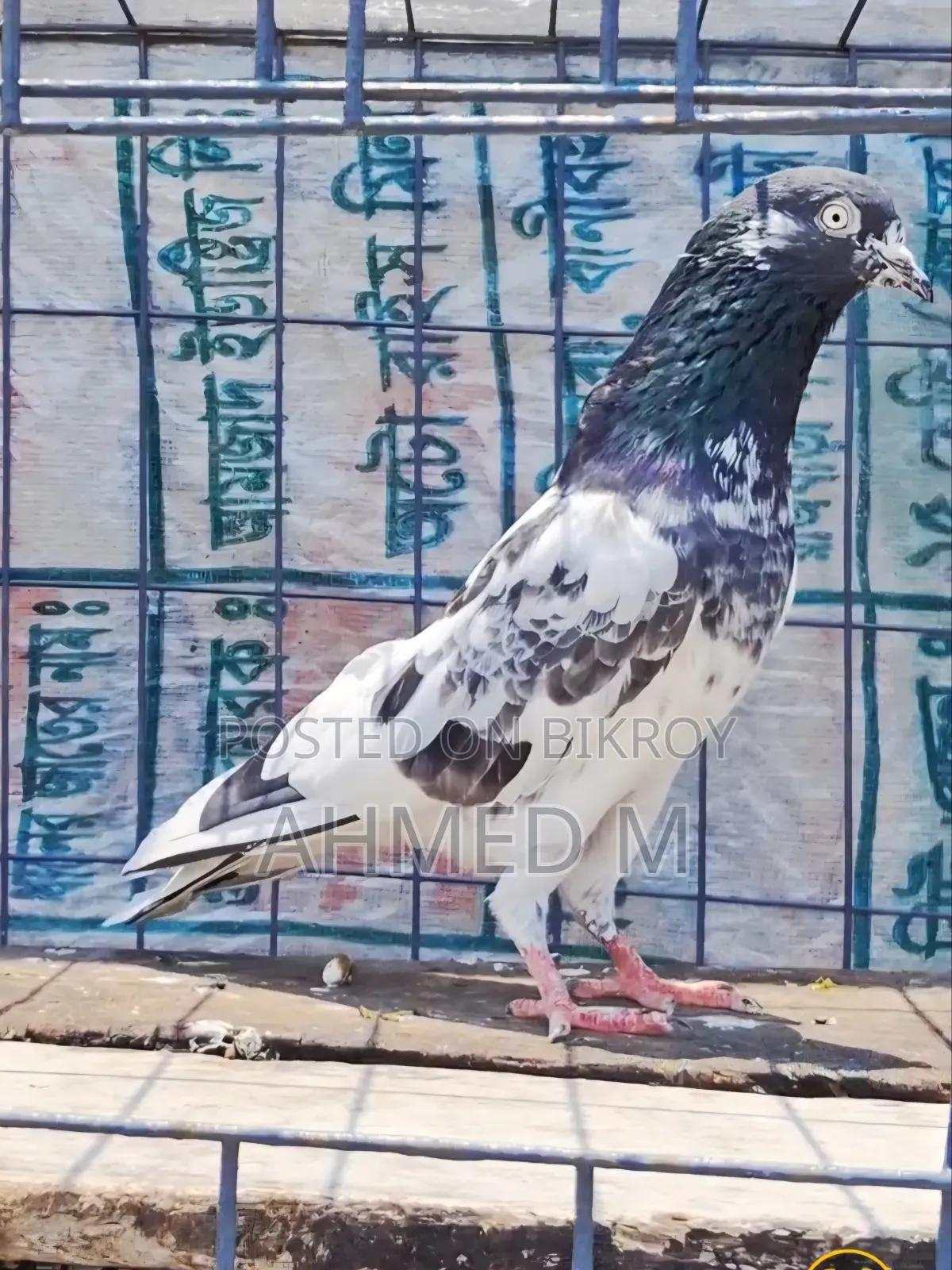 ওমান টেডি জোড়া