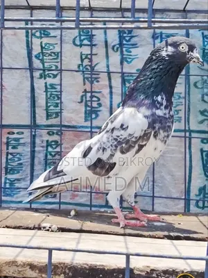 ওমান টেডি জোড়া