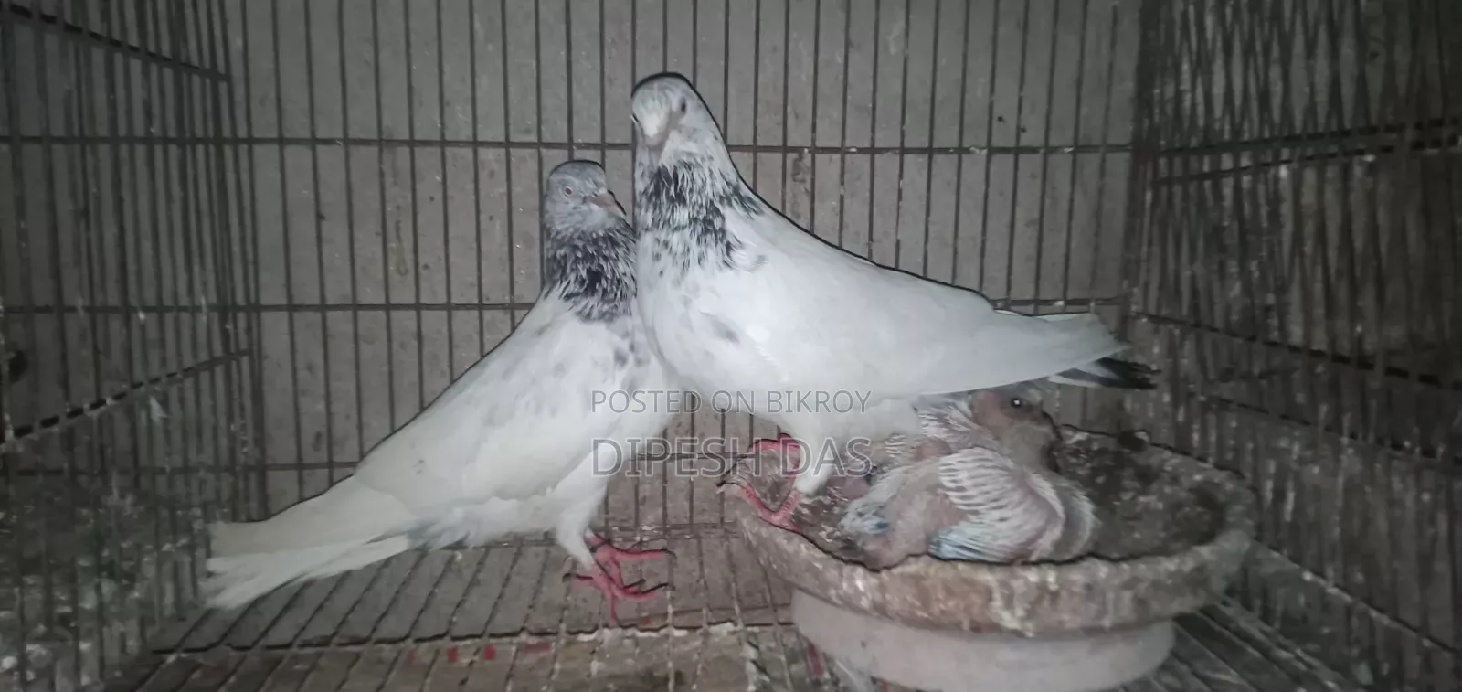 ভালো মানের কবুতর