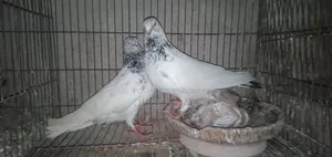 ভালো মানের কবুতর
