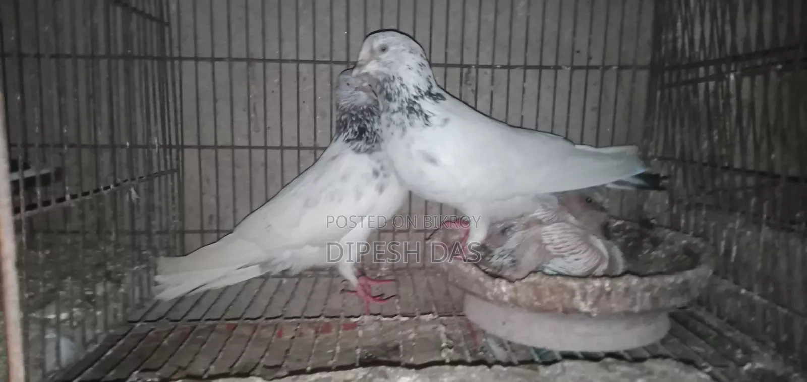 ভালো মানের কবুতর
