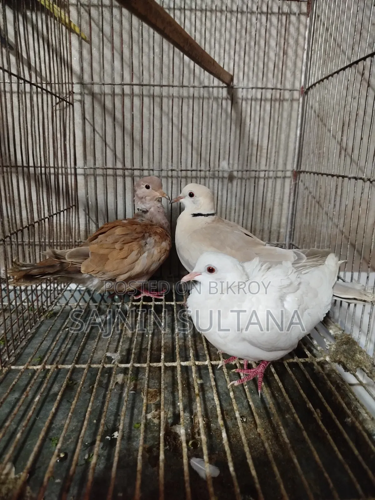 I will sell 3 pieces including a running pair of Australian dove with 1 chick.