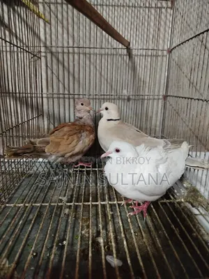 I will sell 3 pieces including a running pair of Australian dove with 1 chick.