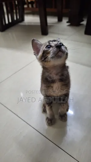 ১-৩ মাস বয়সী পুরুষ পিওরব্রেড বেঙ্গল