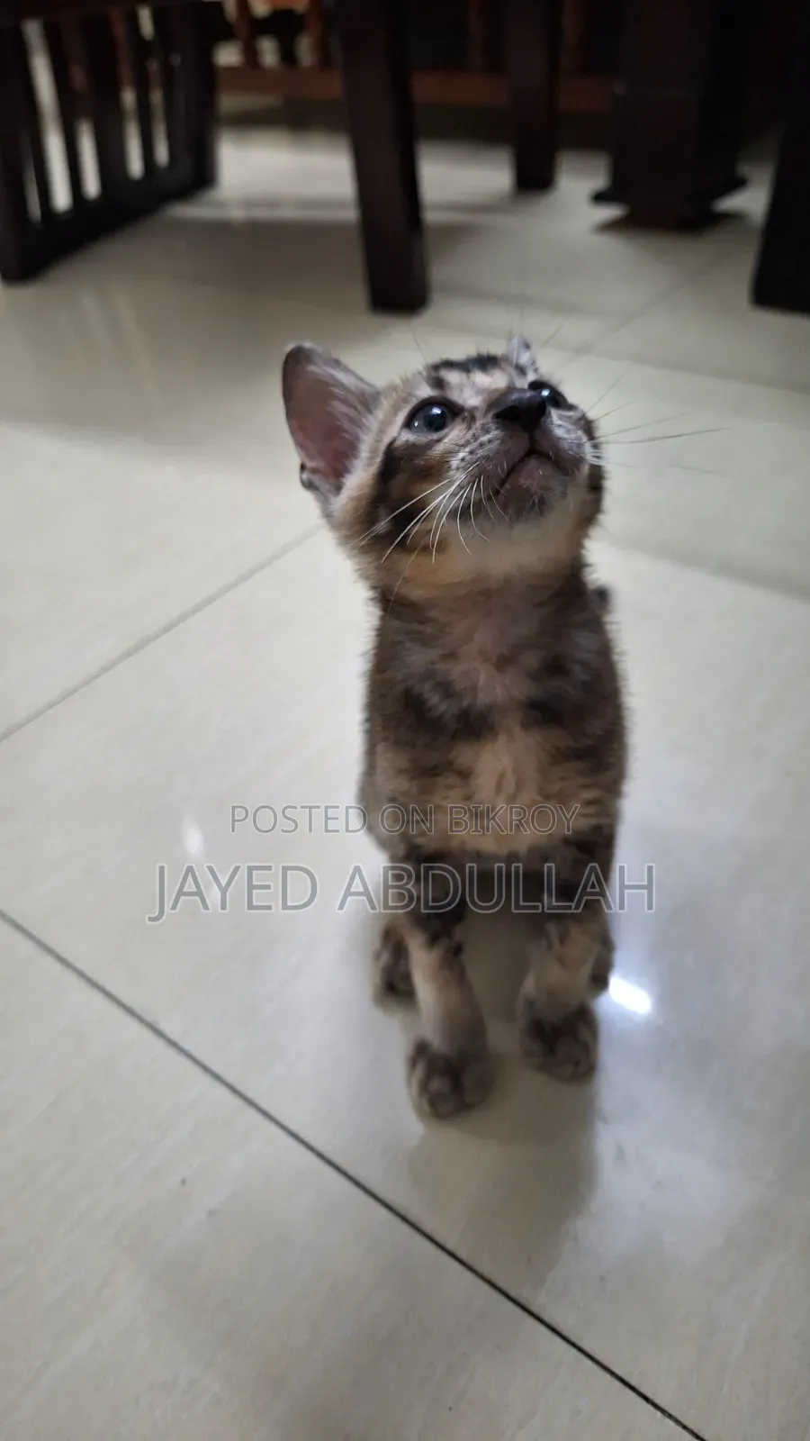 ১-৩ মাস বয়সী পুরুষ পিওরব্রেড বেঙ্গল