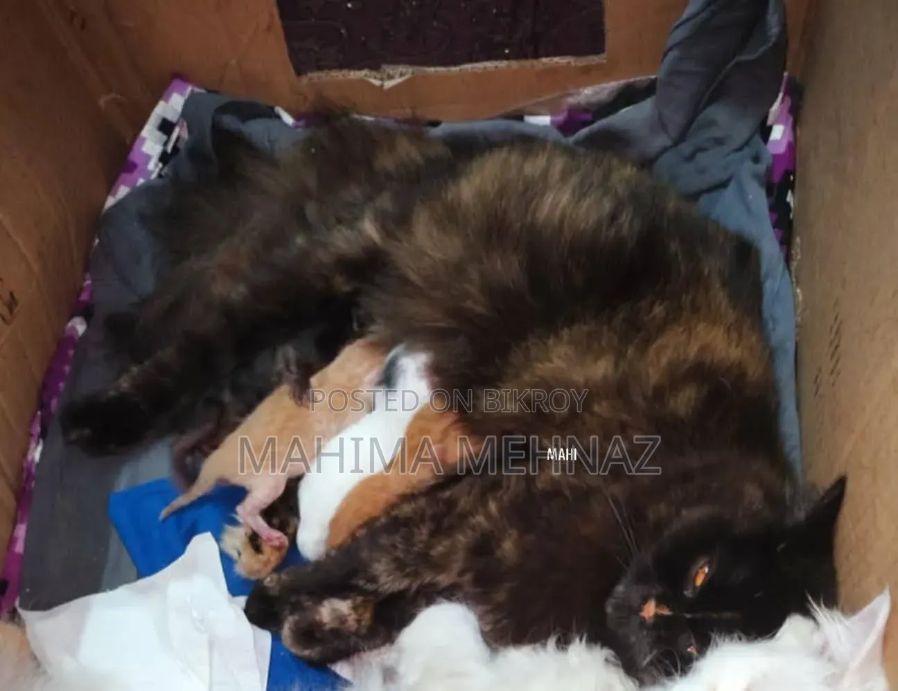 ৬-১২ মাস বয়সী স্ত্রী পার্সিয়ান বিড়াল
