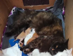 ৬-১২ মাস বয়সী স্ত্রী পার্সিয়ান বিড়াল
