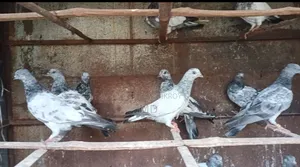 সিলভার সবুজ গলা বেবি