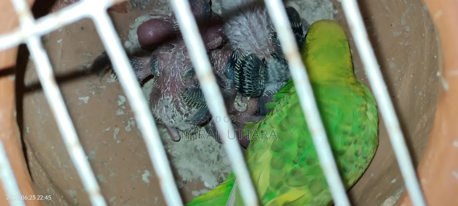 প্রিয় পোষা পাখিগুলো মালিকানা পরিবর্তন