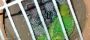 Ownership Transfer of Beloved Pet Birds
