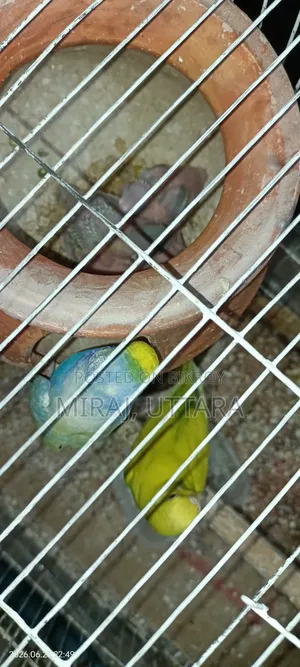 প্রিয় পোষা পাখিগুলো মালিকানা পরিবর্তন