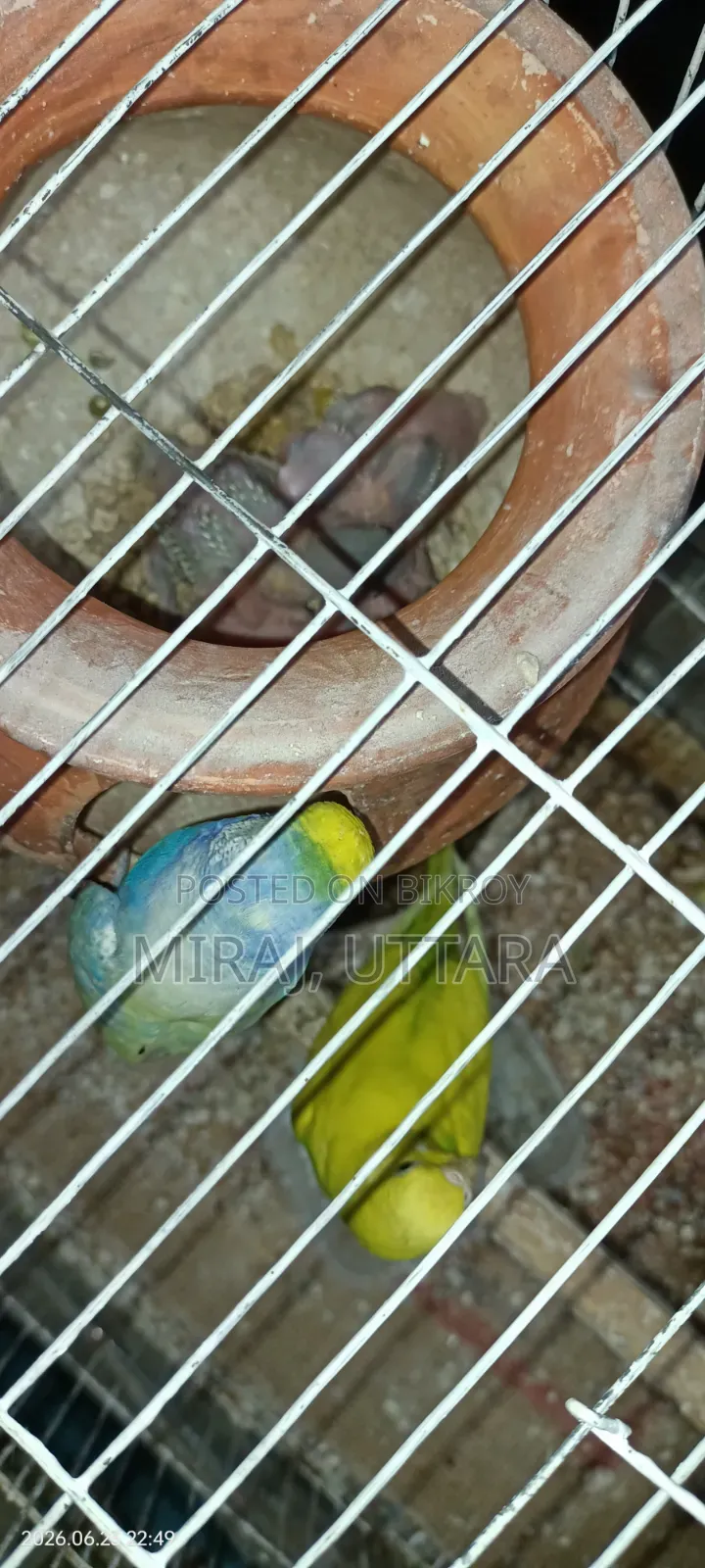 প্রিয় পোষা পাখিগুলো মালিকানা পরিবর্তন