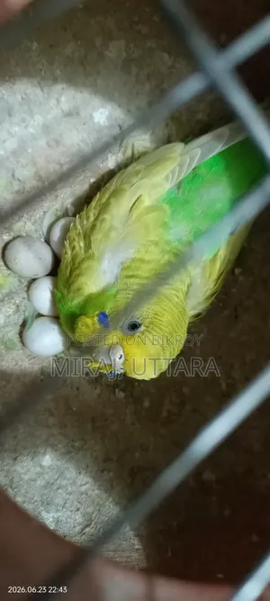 প্রিয় পোষা পাখিগুলো মালিকানা পরিবর্তন