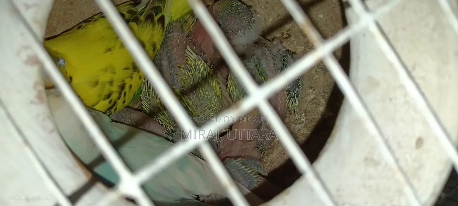 প্রিয় পোষা পাখিগুলো মালিকানা পরিবর্তন