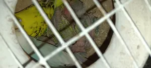 প্রিয় পোষা পাখিগুলো মালিকানা পরিবর্তন