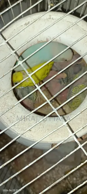 প্রিয় পোষা পাখিগুলো মালিকানা পরিবর্তন