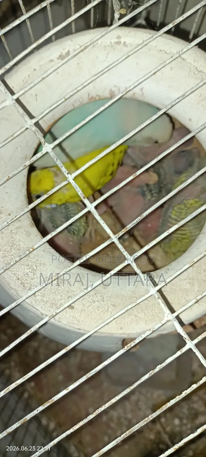 প্রিয় পোষা পাখিগুলো মালিকানা পরিবর্তন