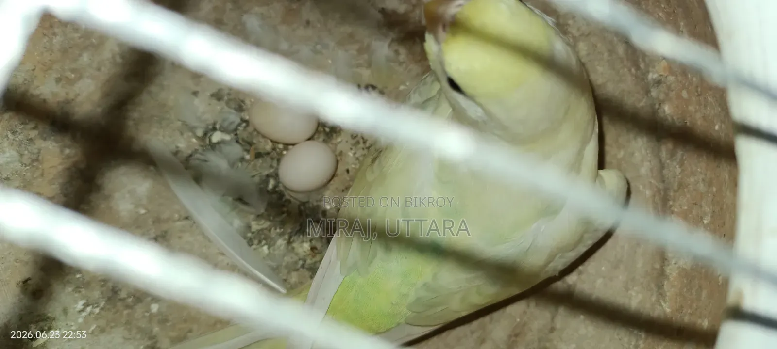 প্রিয় পোষা পাখিগুলো মালিকানা পরিবর্তন