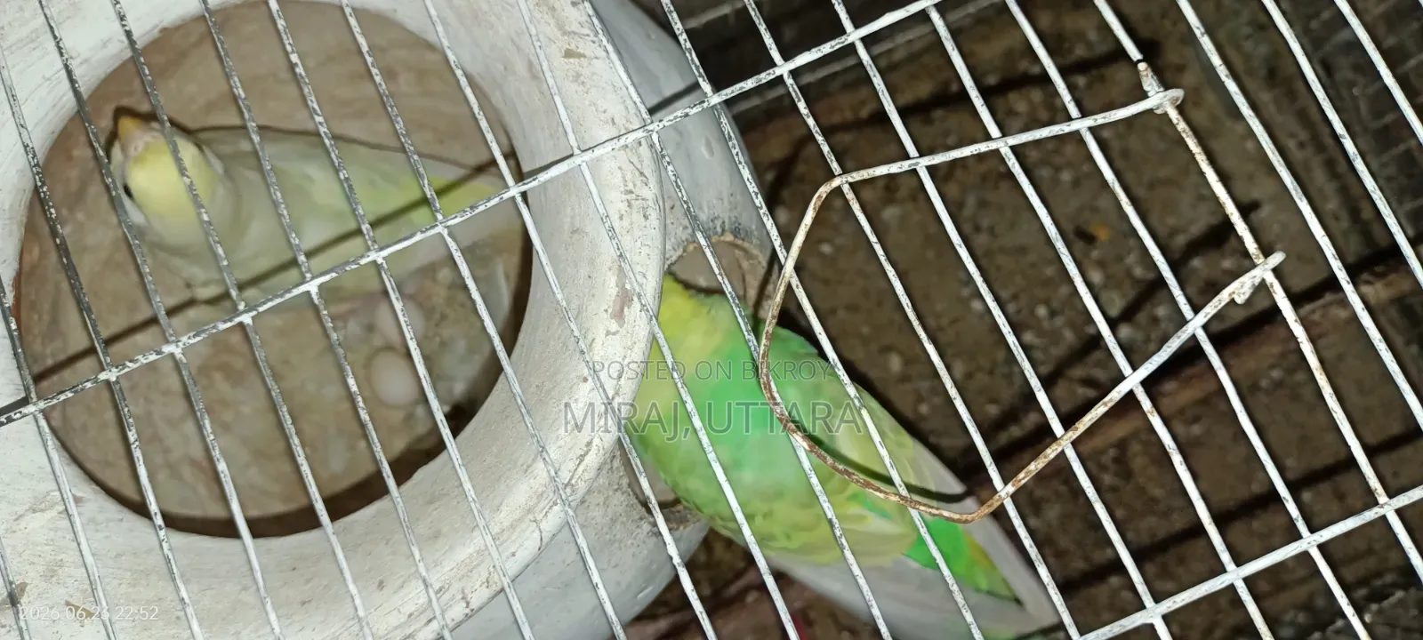 প্রিয় পোষা পাখিগুলো মালিকানা পরিবর্তন