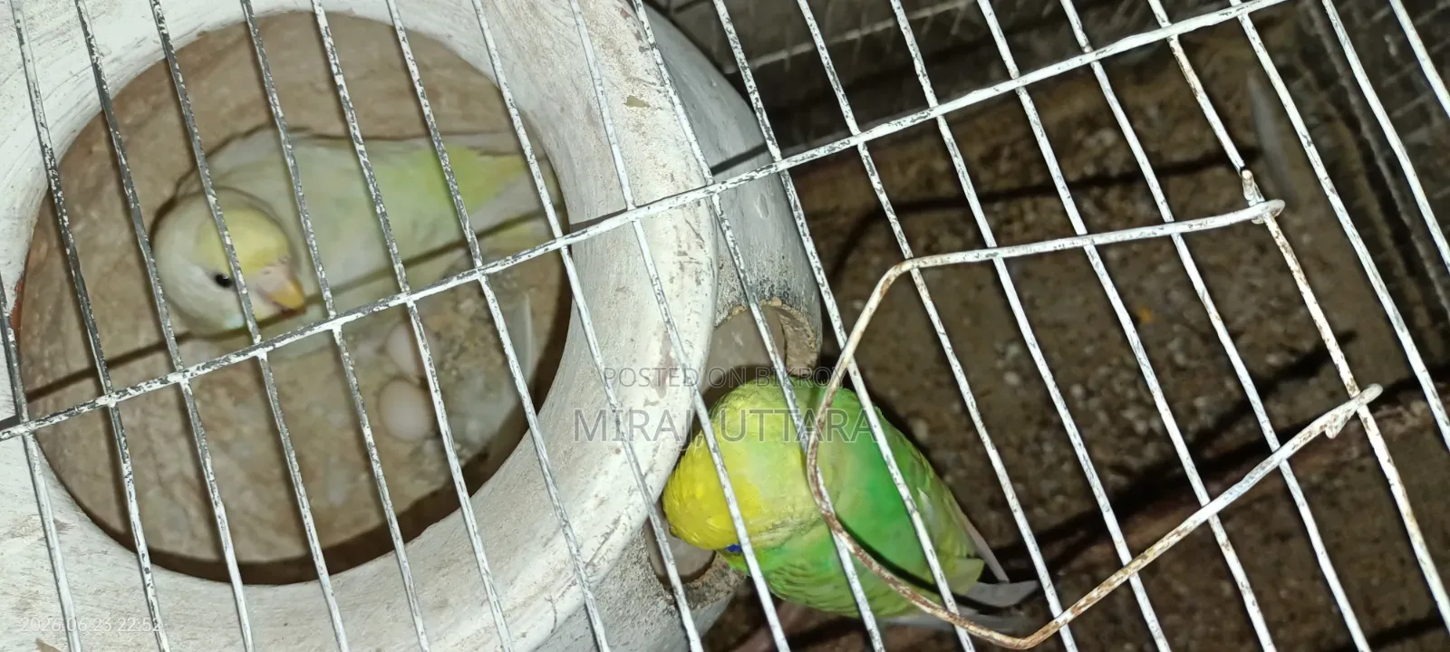 প্রিয় পোষা পাখিগুলো মালিকানা পরিবর্তন