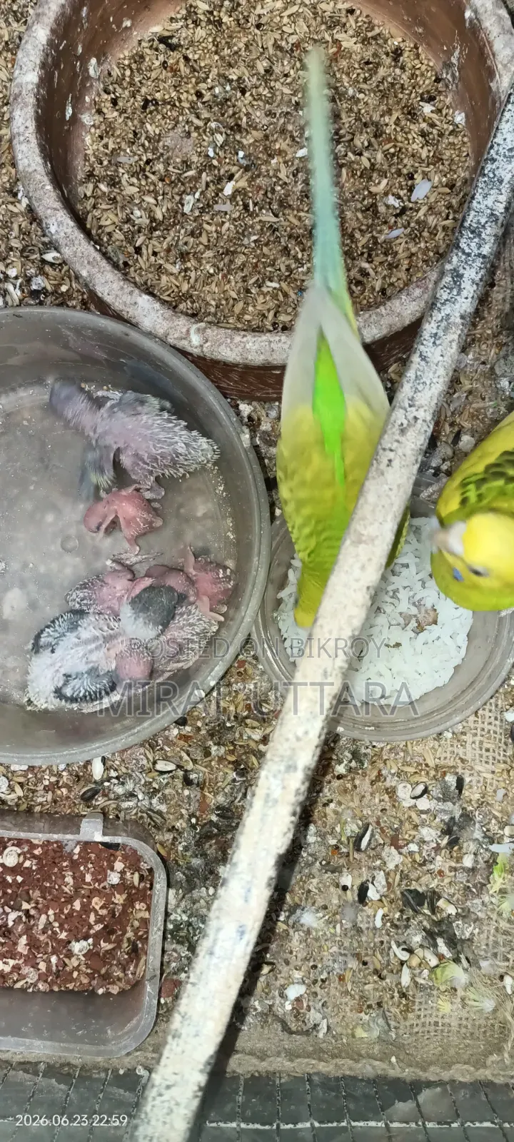 প্রিয় পোষা পাখিগুলো মালিকানা পরিবর্তন