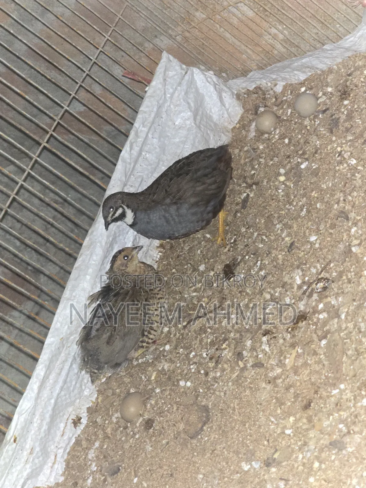 King Quail