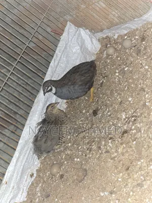 King Quail