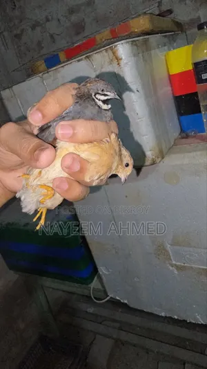 King Quail