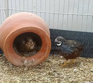 King Quail Bird New Adult, will lay eggs in 10-15 days, Insha Allah