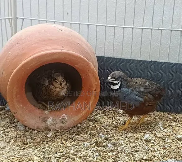 King Quail Bird New Adult, will lay eggs in 10-15 days, Insha Allah