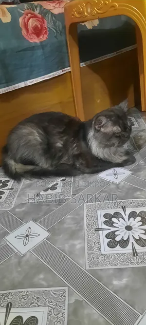 1+ year Male Purebred Persian