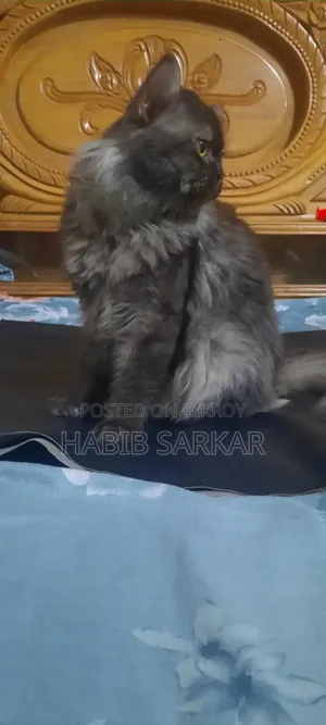 1+ year Male Purebred Persian