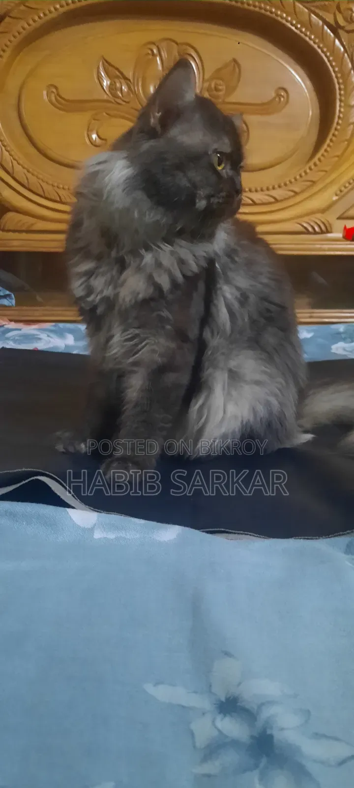 1+ year Male Purebred Persian