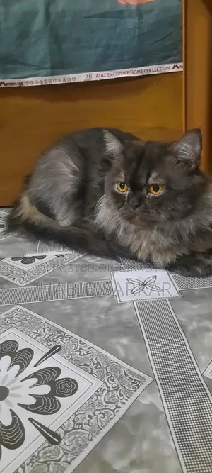 1+ year Male Purebred Persian