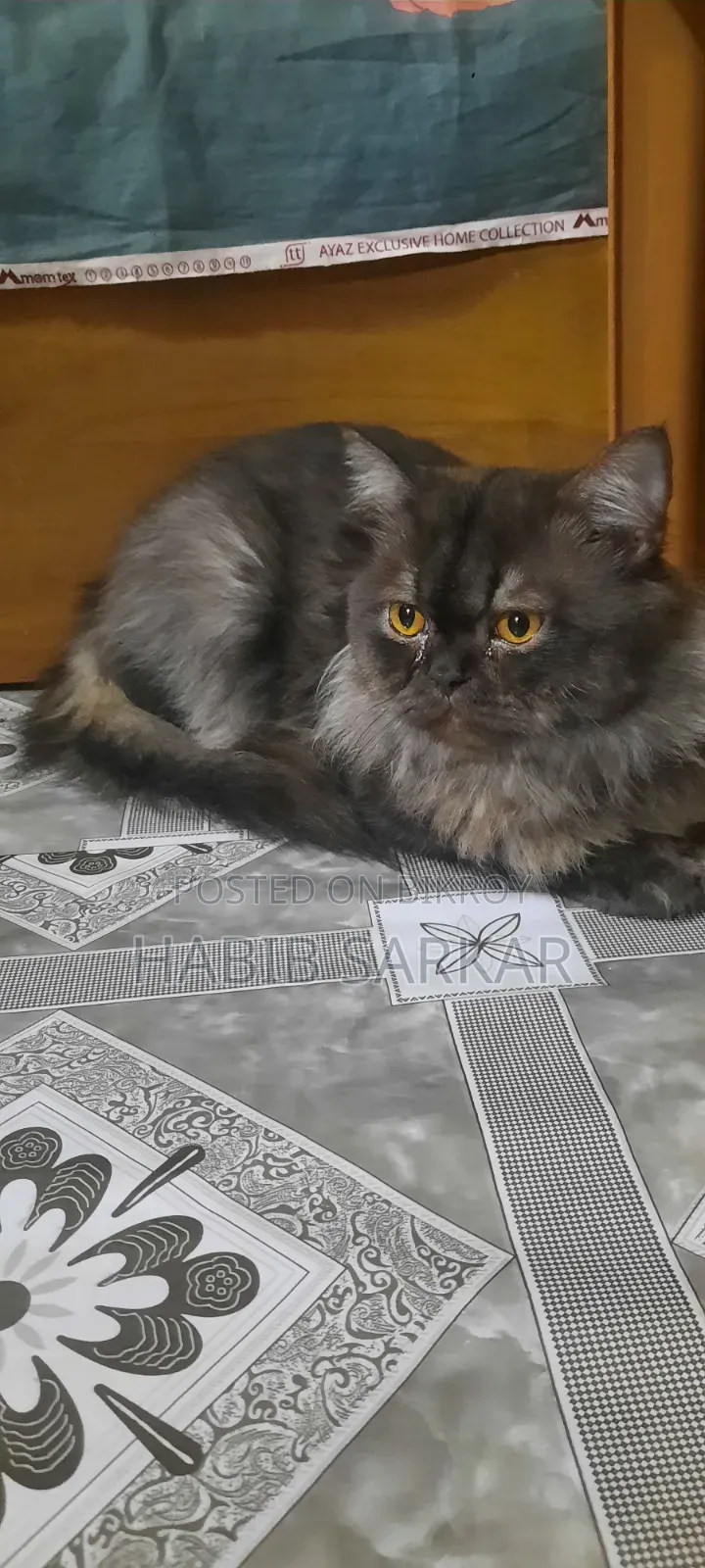 1+ year Male Purebred Persian