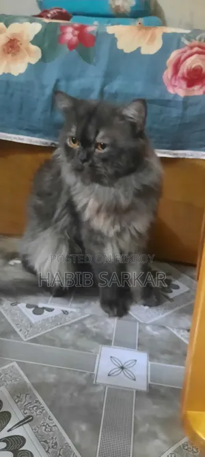 1+ year Male Purebred Persian