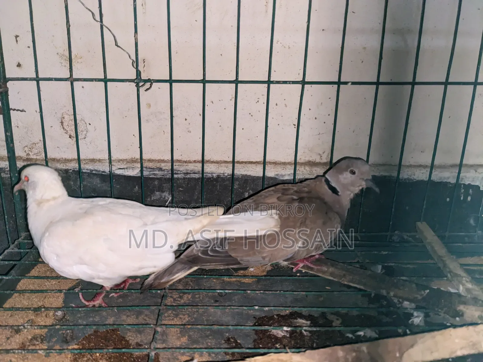 অস্ট্রেলিয়ান ঘুঘু