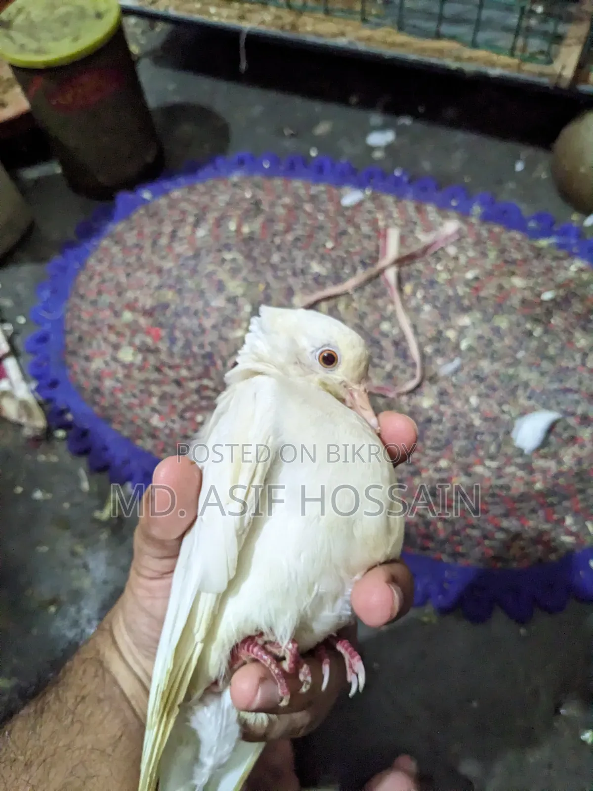 অস্ট্রেলিয়ান ঘুঘু