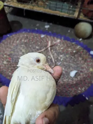 অস্ট্রেলিয়ান ঘুঘু