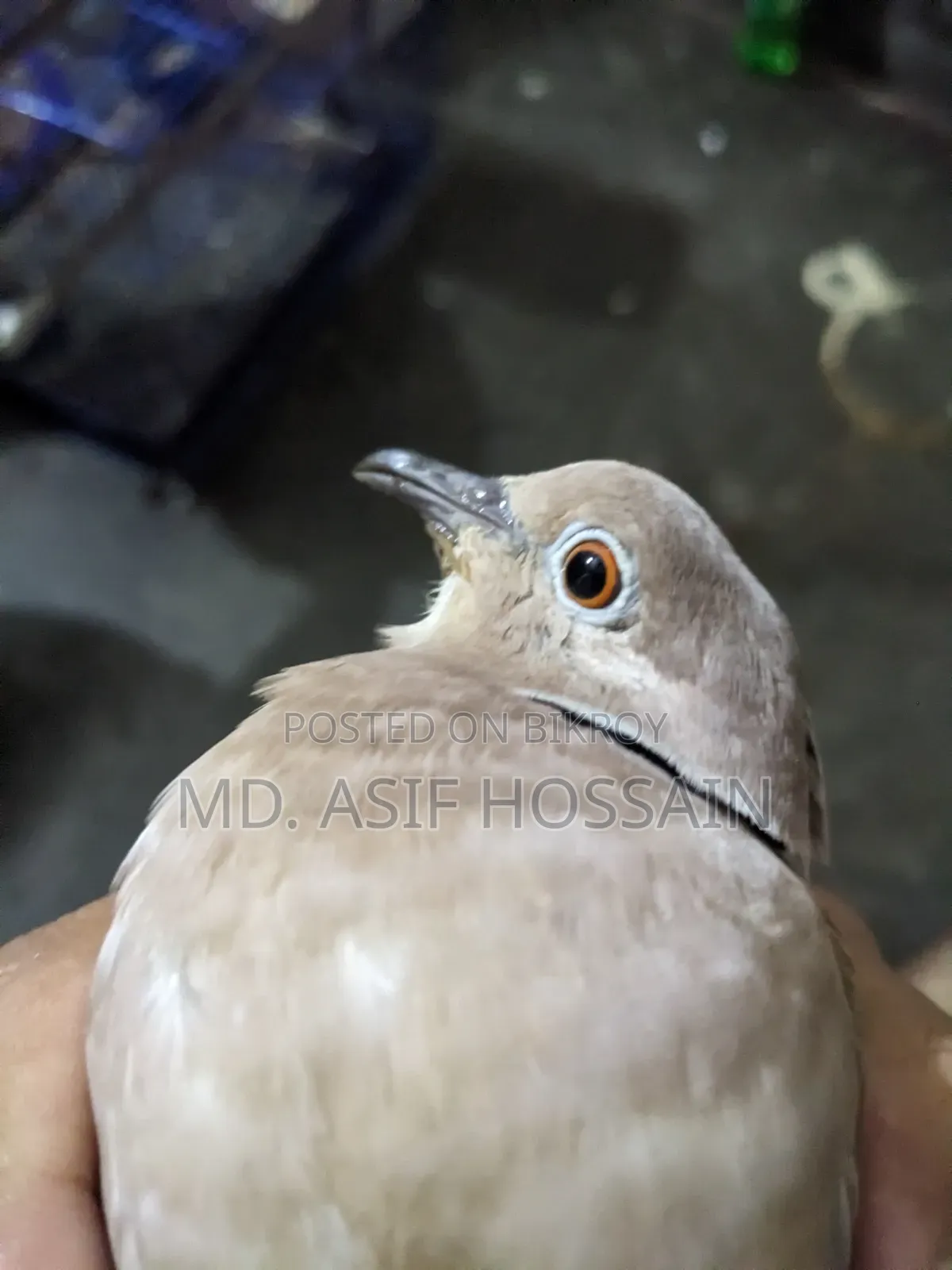 অস্ট্রেলিয়ান ঘুঘু