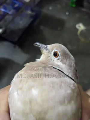 অস্ট্রেলিয়ান ঘুঘু