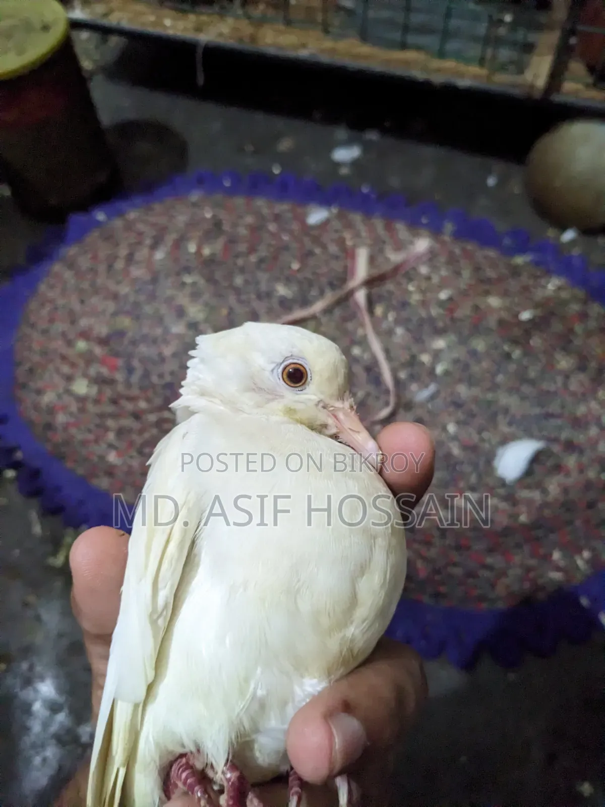 অস্ট্রেলিয়ান ঘুঘু